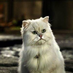 Stuart malutki 2/ Stuart little 2(2002) - zdjęcia, fotki | Kinomaniak.pl