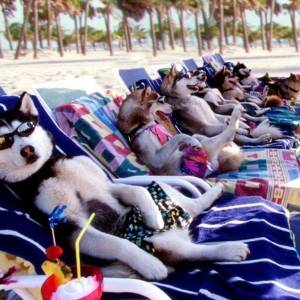 Śnieżne psy/ Snow dogs(2002) - zdjęcia, fotki | Kinomaniak.pl