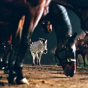Zebra z klasą/ Racing stripes(2005) - zdjęcia, fotki | Kinomaniak.pl