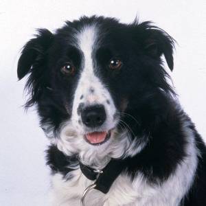 Śnieżne psy/ Snow dogs(2002) - zdjęcia, fotki | Kinomaniak.pl